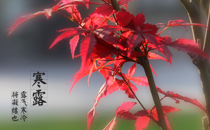 寒露:露气寒冷,将凝结也